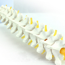 VERTEBRA14 (12390) Medizinische Wissenschaft Menschliche Brustwirbel und Bandscheibenmodell